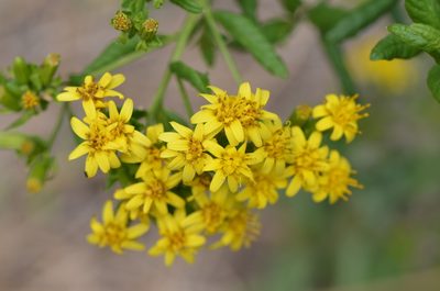 Trixis inula