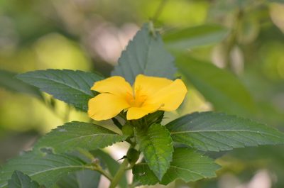Turnera ulmifolia, photographed by Center for Urban Ecology