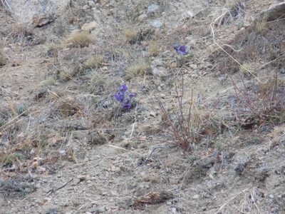Pulsatilla turczaninovii, photographed by Marina Potapova