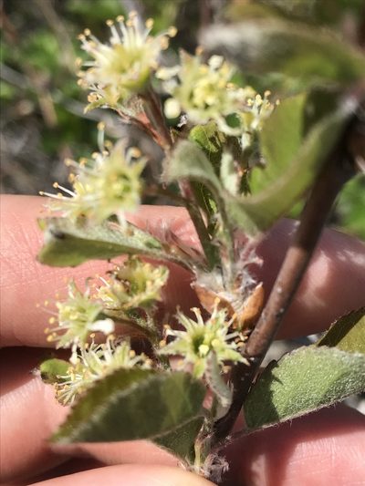 Amelanchier nantucketensis, photographed by Bryan Connolly