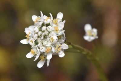 Teesdalia nudicaulis, photographed by Braden J. Judson