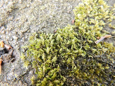 Brachythecium rutabulum, photographed by Susan Marley