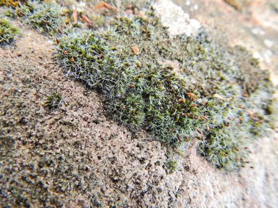 Grimmia pulvinata, photographed by Susan Marley