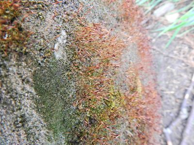 Tortula muralis, photographed by Susan Marley