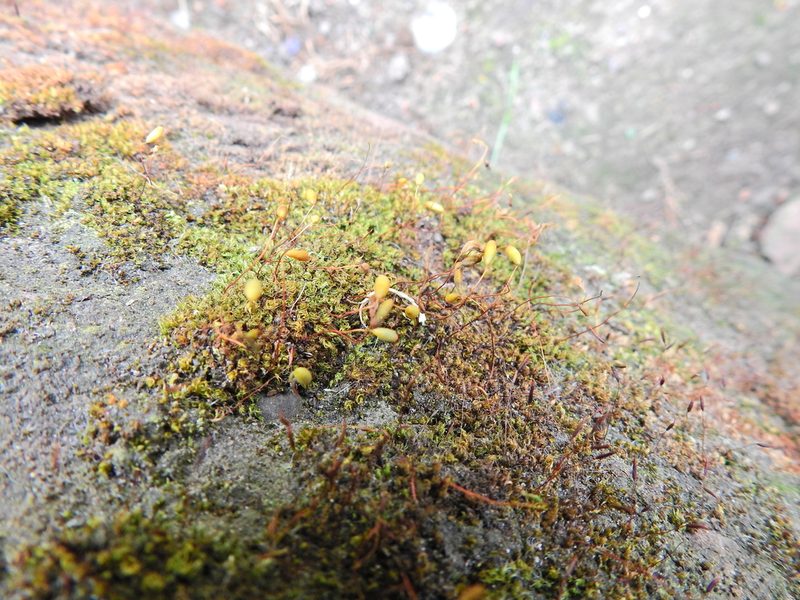 Rosulabryum capillare, photographed by Susan Marley