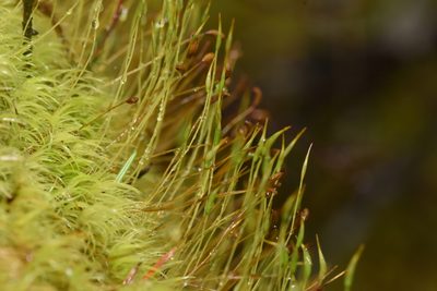 Dicranum scoparium, photographed by Braden J. Judson