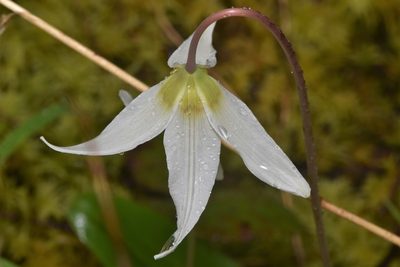Erythronium oregonum, photographed by Braden J. Judson