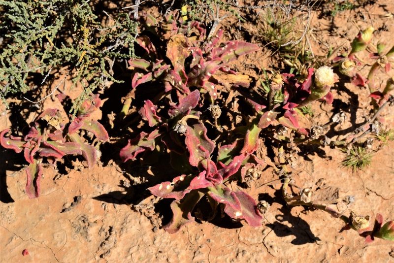 Mesembryanthemum guerichianum, photographed by Ricus Nel
