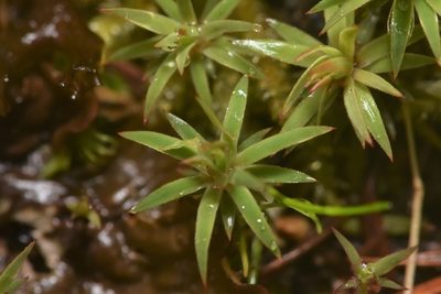 Pogonatum urnigerum, photographed by Braden J. Judson