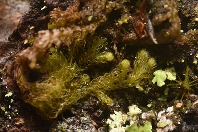 Ptilidium pulcherrimum, photographed by Braden J. Judson