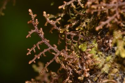 Frullania nisquallensis, photographed by Braden J. Judson