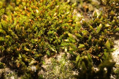 Orthotrichum pulchellum, photographed by Stephen James McWilliam