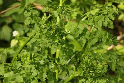 Oenanthe crocata, photographed by Stephen James McWilliam
