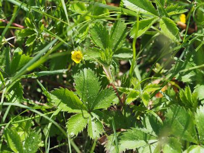 Potentilla canadensis, photographed by mefisher