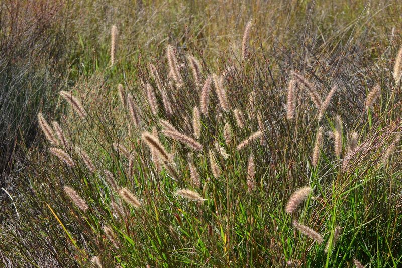 Cenchrus ciliaris, photographed by Ricus Nel