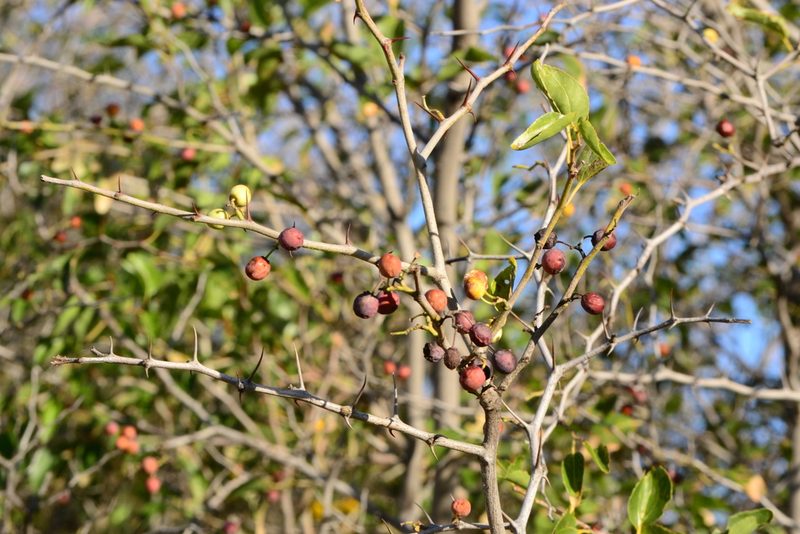 Ziziphus mucronata, photographed by Ricus Nel