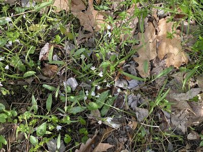 Claytonia virginica, photographed by gwt2102