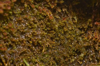 Marsupella emarginata, photographed by Braden J. Judson