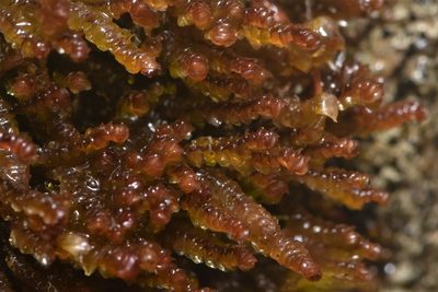 Scapania americana, photographed by Braden J. Judson