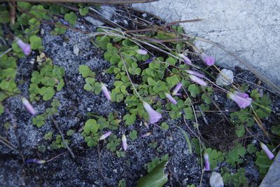 Oxalis commutata, photographed by Tony Rebelo