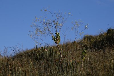 Othonna quinquedentata, photographed by Tony Rebelo