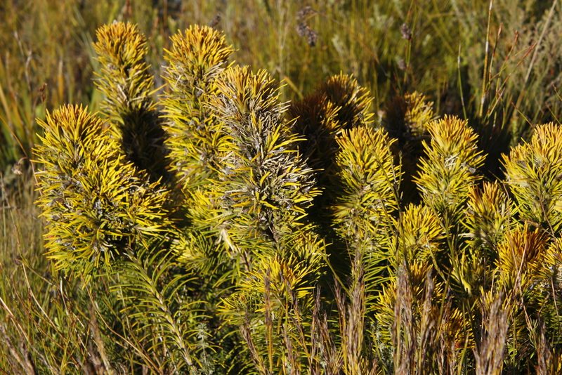 Retzia capensis, photographed by Tony Rebelo