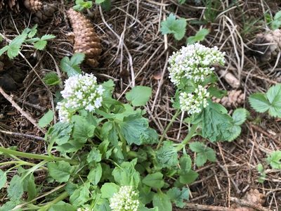 Valeriana tripteris, photographed by Jason Grant