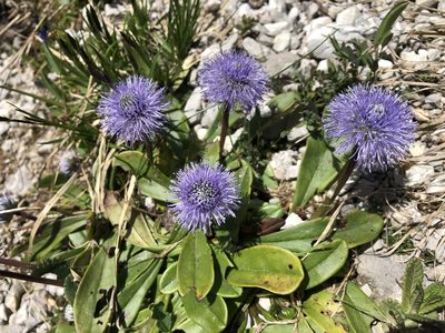 Globularia nudicaulis, photographed by Jason Grant