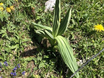 Gentiana lutea, photographed by Jason Grant
