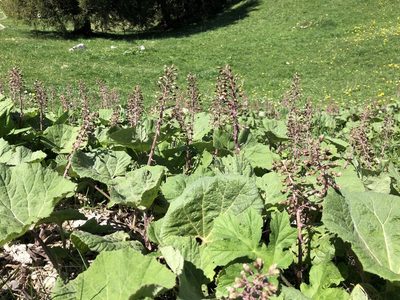 Petasites hybridus, photographed by Jason Grant
