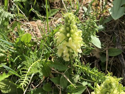 Pedicularis foliosa, photographed by Jason Grant