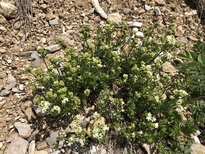 Galium anisophyllon, photographed by Jason Grant