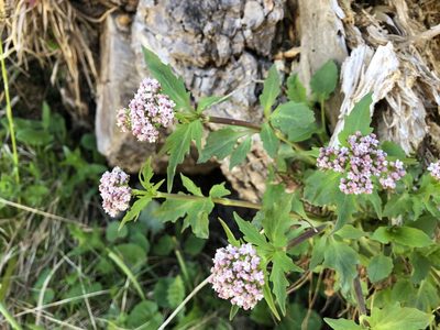 Valeriana tripteris, photographed by Jason Grant