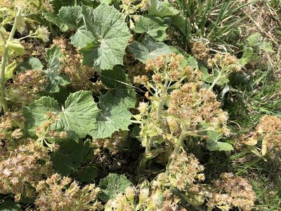 Petasites albus, photographed by Jason Grant