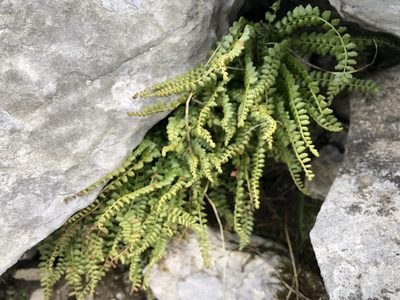 Asplenium viride, photographed by Jason Grant