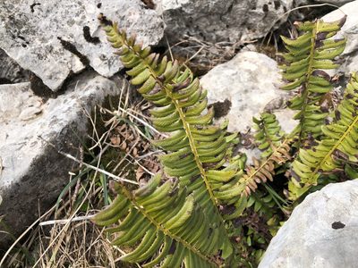 Polystichum lonchitis, photographed by Jason Grant