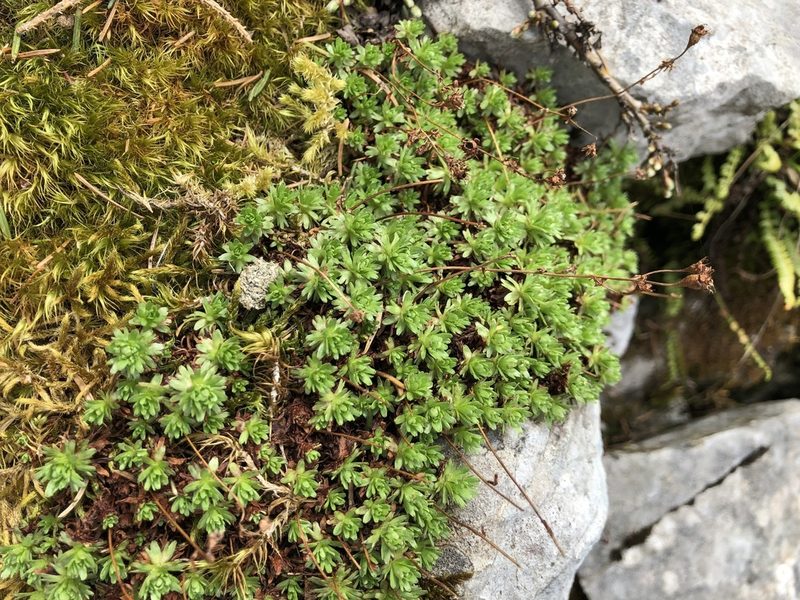 Saxifraga moschata, photographed by Jason Grant