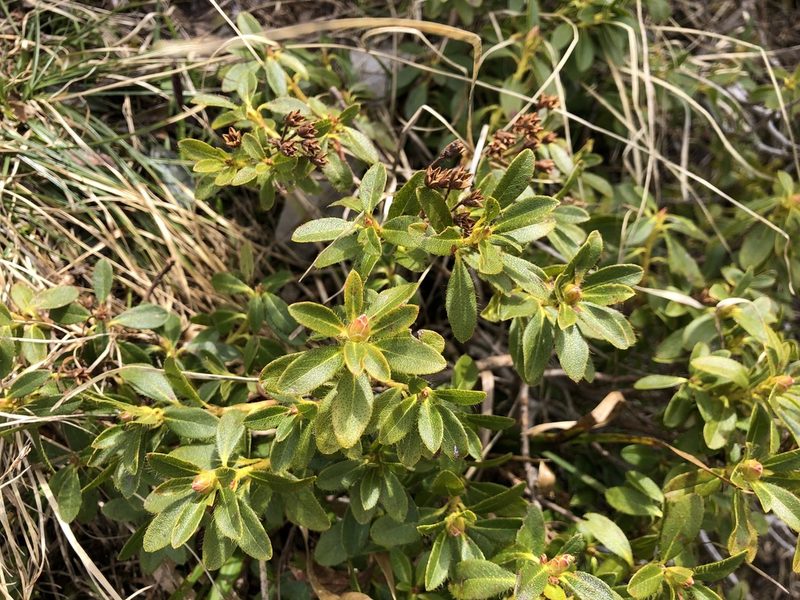 Rhododendron hirsutum, photographed by Jason Grant