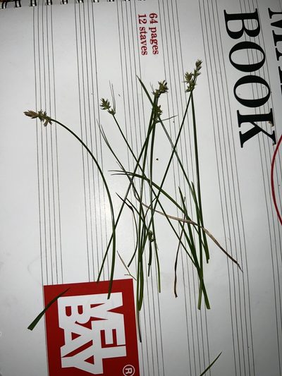 Carex texensis, photographed by Nathan Aaron