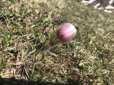 Pulsatilla vernalis, photographed by Jason Grant