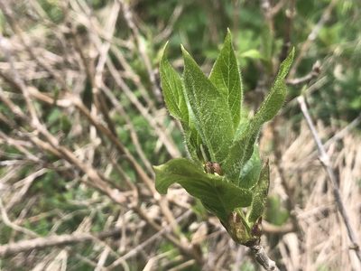 Lonicera alpigena, photographed by Jason Grant