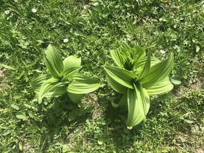 Veratrum album, photographed by Jason Grant