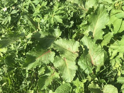 Rumex alpinus, photographed by Jason Grant