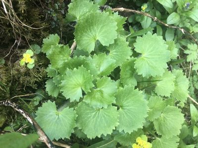 Saxifraga rotundifolia, photographed by Jason Grant