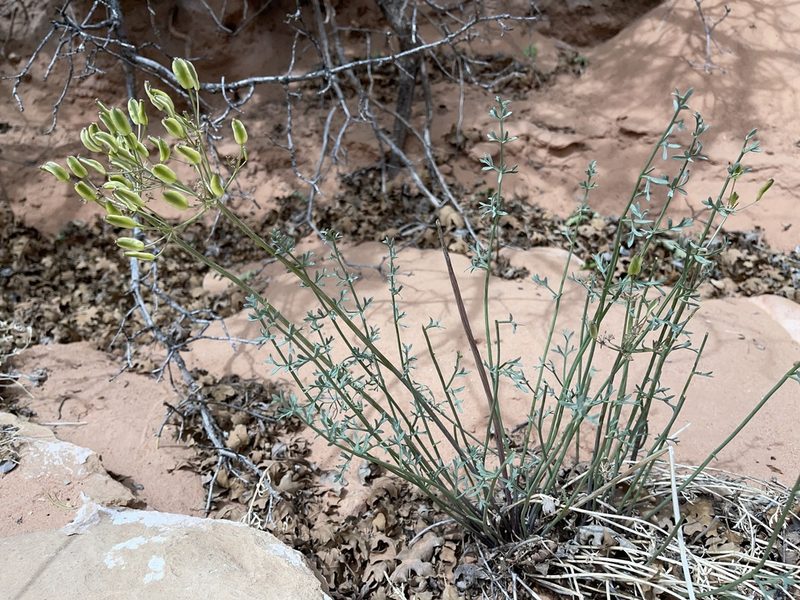 Lomatium parryi, photographed by Robbie Hannawacker