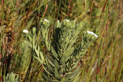 Osmitopsis asteriscoides, photographed by Tony Rebelo