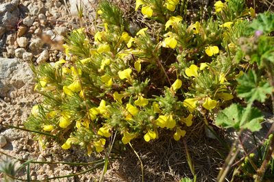Ajuga chamaepitys, photographed by Ирина Хохрякова
