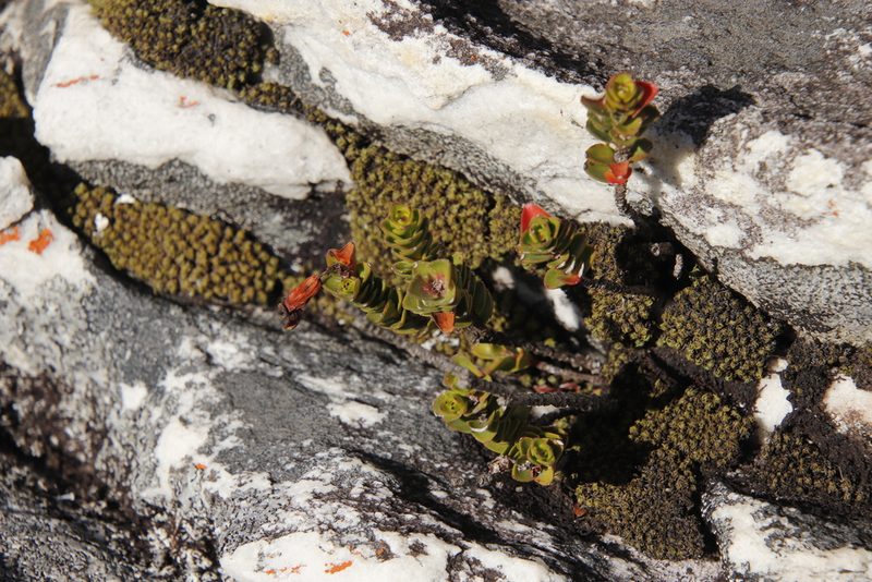 Penaea petraea, photographed by Tony Rebelo