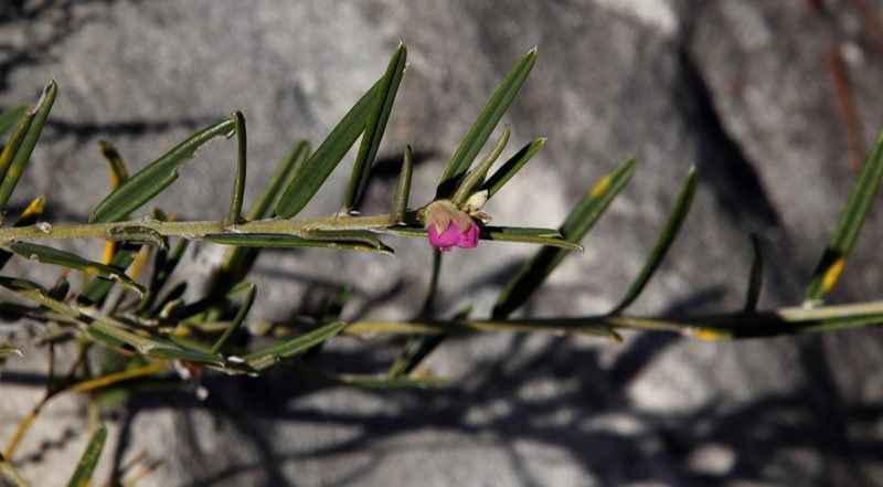 Podalyria oleifolia, photographed by Tony Rebelo