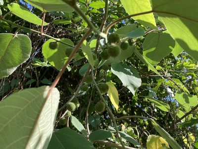 Broussonetia papyrifera, photographed by Lauren Gillett